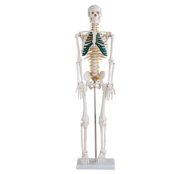 Skeleton with Spinal Nerves XC-102A - Bset Lab Equipment Supplier
