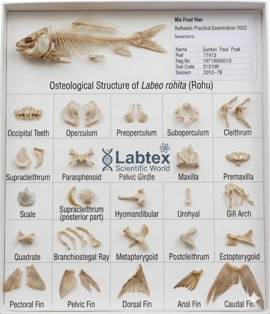 Rohu-fish-skeleton-paper-box-labtex